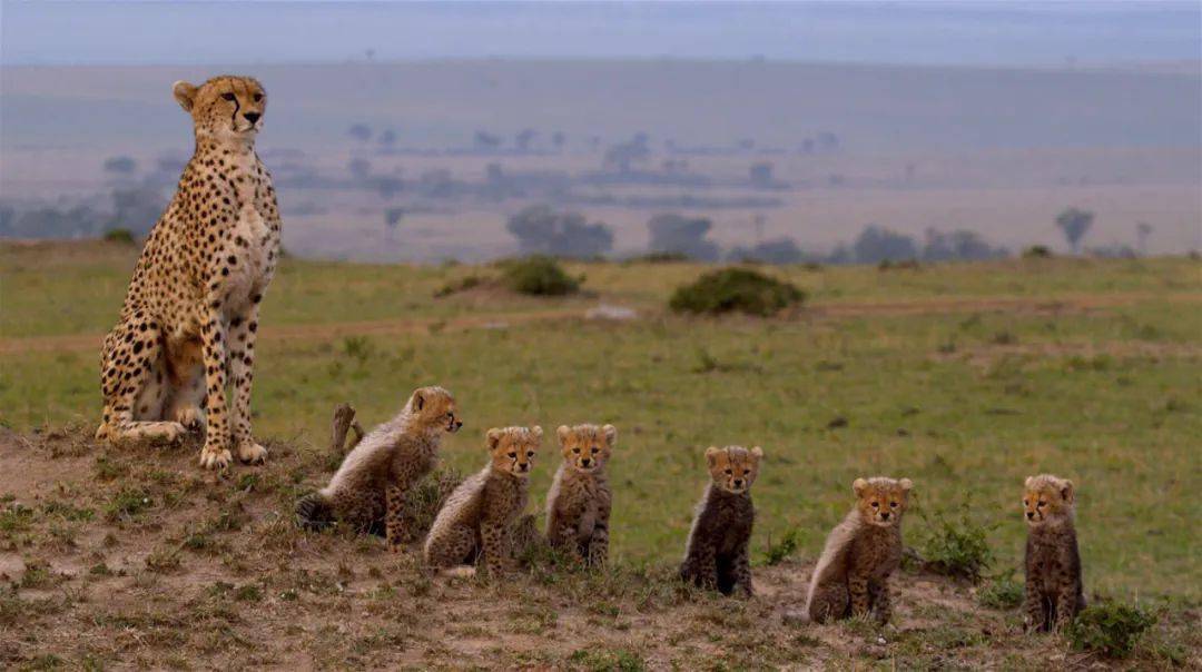 德国导演执导非洲写实纪录片,讲述非凡的猎豹家族