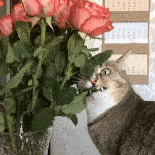 猫咪爱刨土吃花养花还是养猫铲屎官该如何选
