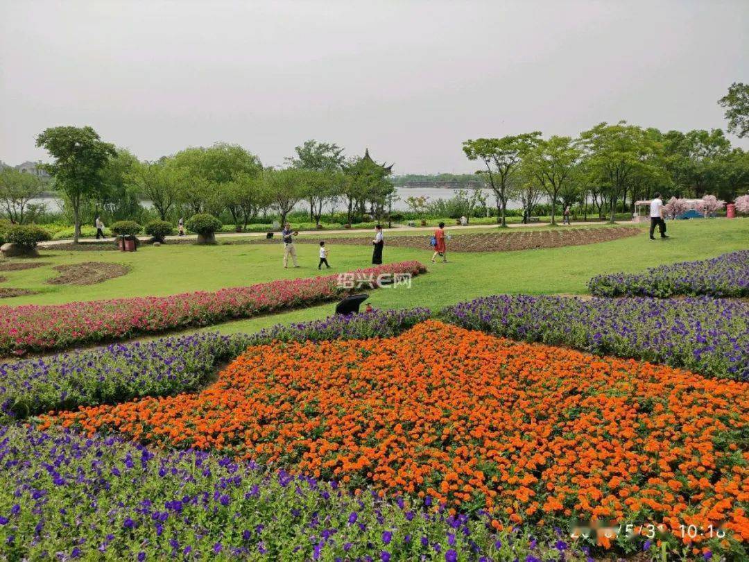 绍兴图说航拍杭州湾海上花田绣球花的季节