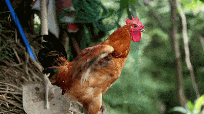 加上运动和充足的阳光, 从而形成了农家土鸡, 这些土鸡每天在乡野