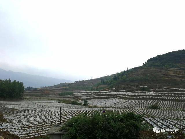 纳雍县百兴镇村民说,等到采摘辣椒时,再来看看好山好水好辣椒