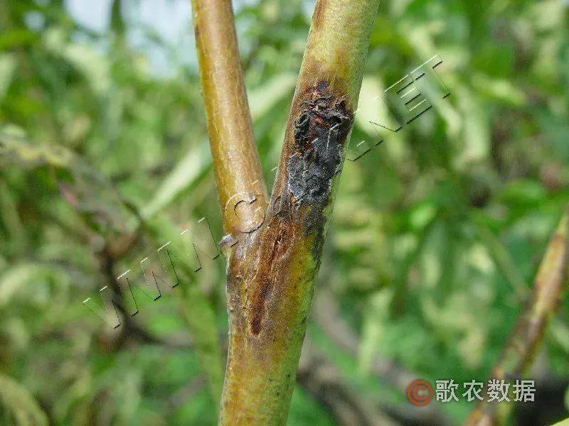 桃树细菌性穿孔病—春季溃疡斑