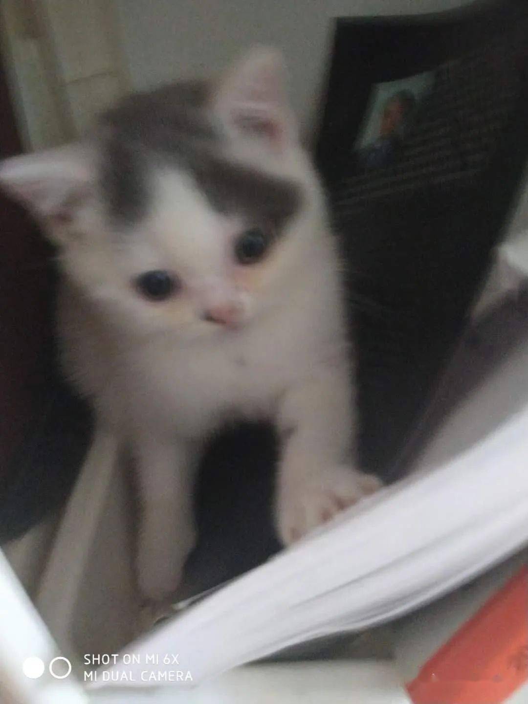 怎么养小猫幼崽 b96ce3df364740fcb632b9e8e650dd90.jpeg