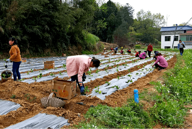 2020年5月29日,宁强县大安镇金堆铺村的村民正在地里栽茄子苗.