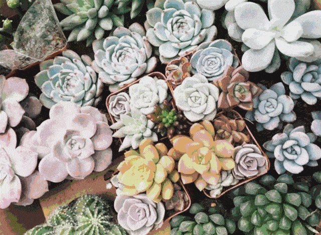 640_470gif 动态图 动图