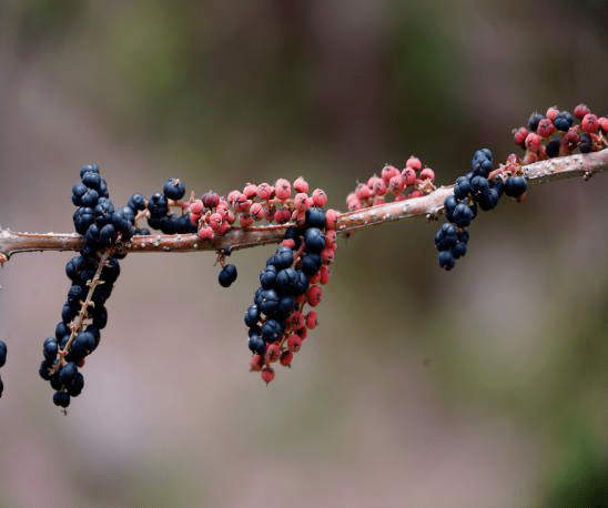 小心马桑果有毒