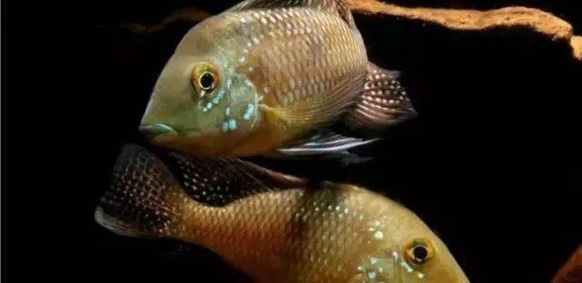 水族生物食土鲷种类大全下