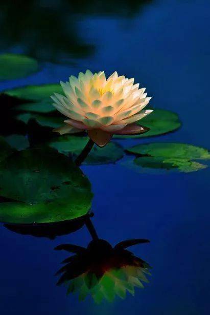 佛前莲什么意思 ed0d84e9dba741949ce39a3b6ce9140f.jpeg
