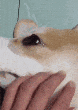 看这委屈的小表情,只好赶紧哄哄喽~ 好了,不就是剪个脚毛吗, 戏是不