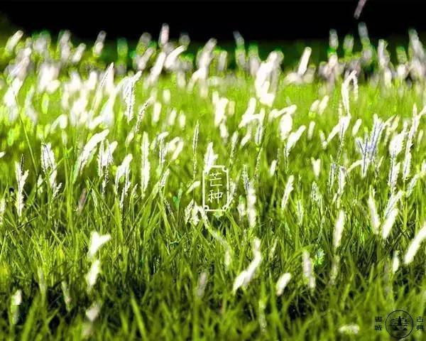 芒种又到青梅煮酒时