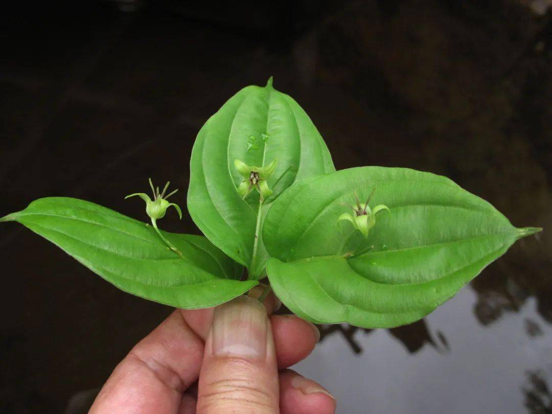 青荚叶叶上生花的奇妙植物