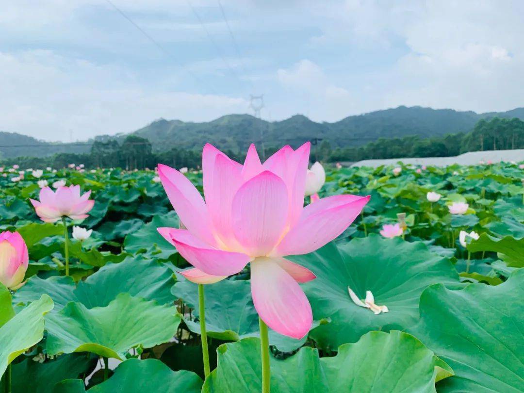 在毛仕居村 一朵朵荷花在蓝天白云衬托下 娇艳欲滴,婀娜多姿 还散发