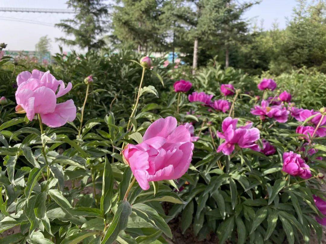 相约去鄂尔多斯植物园赏芍药花