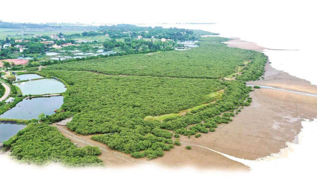 广西防城港红树林湿地公园