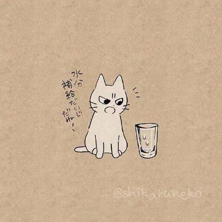 奶凶奶凶的小白猫,我好爱呀!你呢?