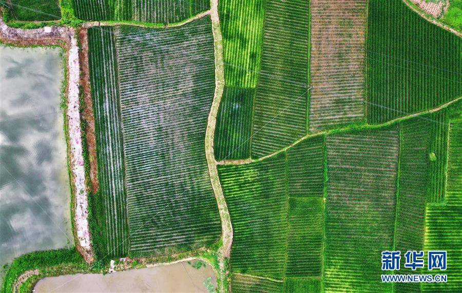 王全超|重庆：夏日山乡美