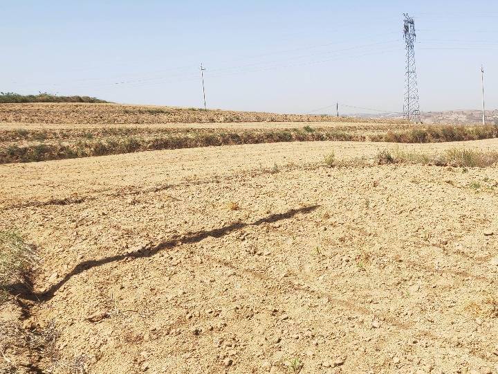 面积|内蒙古干旱面积超四成牧区旱情严峻