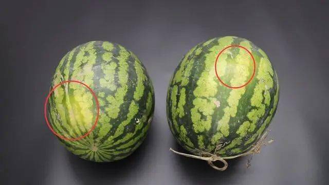 西瓜怎么挑选比较甜的 674c60d062b54a46963188a13fec8f1f.jpeg