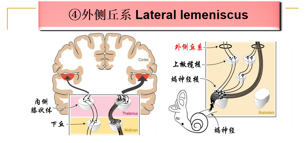 【康复系列课程10】脑干内部的传导束知识分享