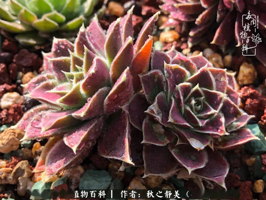 风霜雪雨,四季轮回,多肉因此美丽,人生亦然!