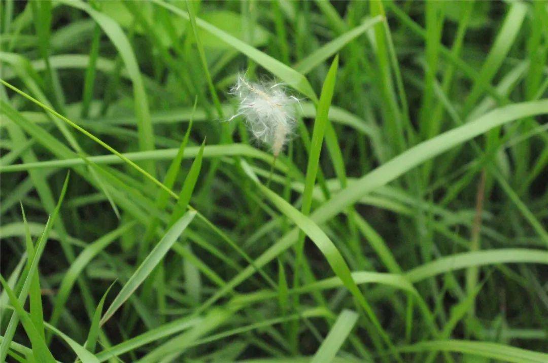 北京小汤山医院里的药草—白茅