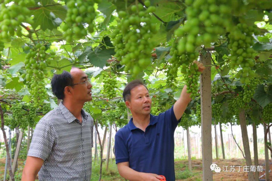 葡萄美容师走进丁庄葡萄园田间课堂解疑惑葡萄架下传技术