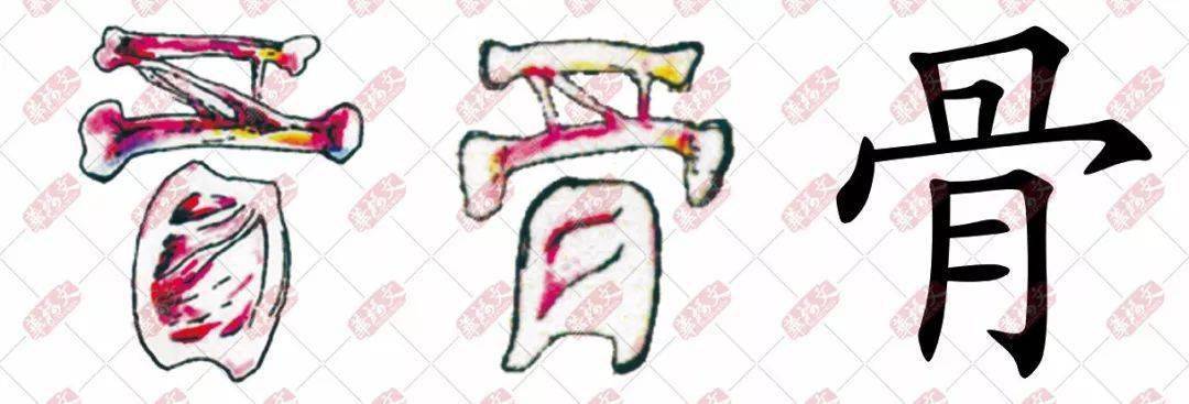 【双法字理】骨:骨肉相连