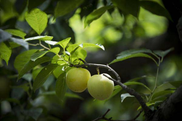 时华忠|太湖果农迎来“绿宝石”