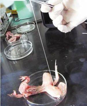 欣源|有可能感染了蛔虫等寄生虫吗?欣源说 | 孩子肚子鼓鼓的