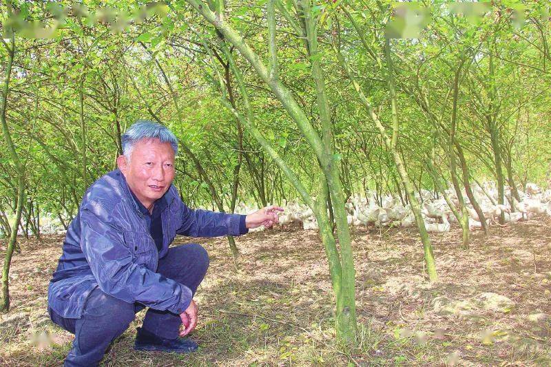 吴元辉在桑园养殖的鹅