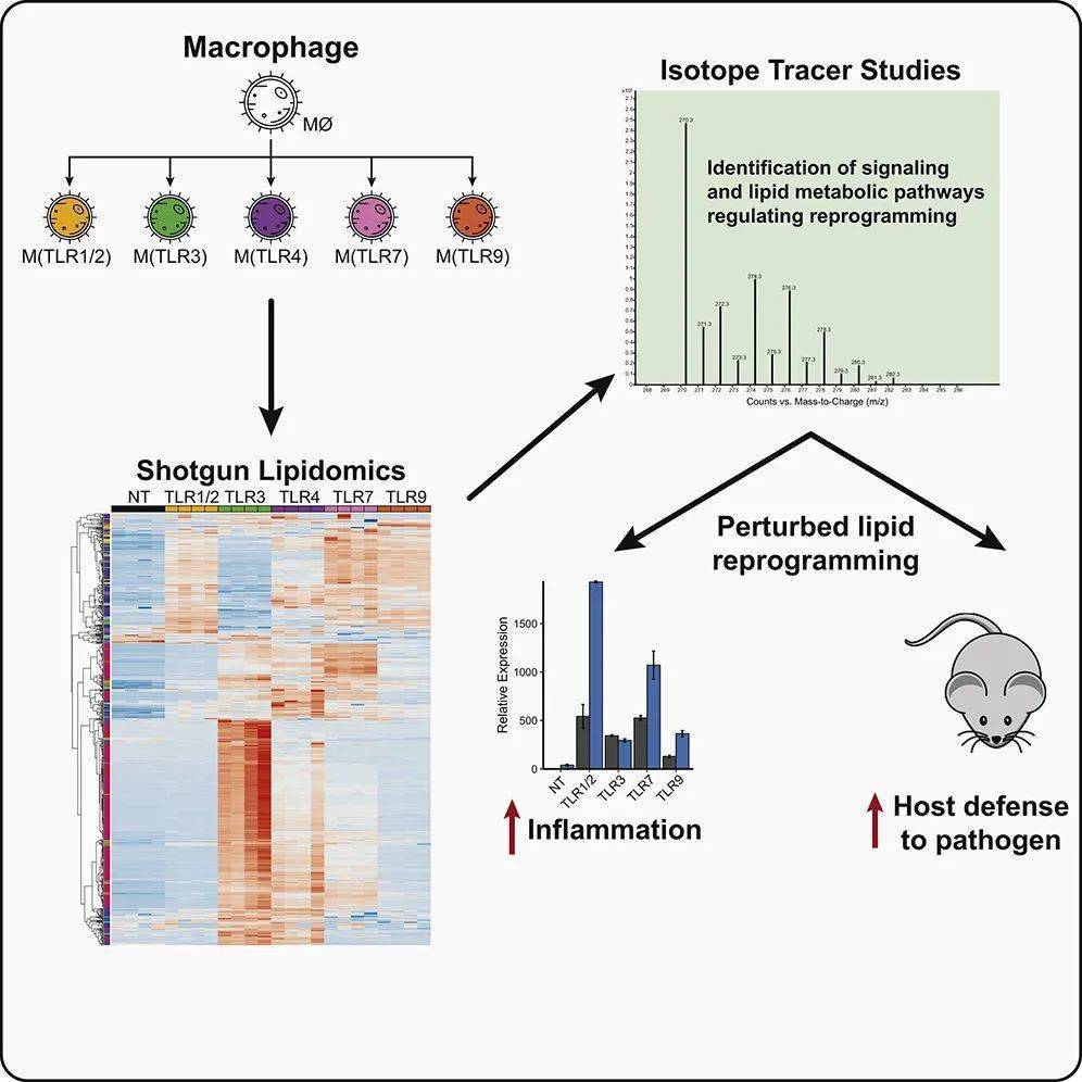 机理研究表明,脂质组成的差异重编程是由myd88和trif干扰素信号通路