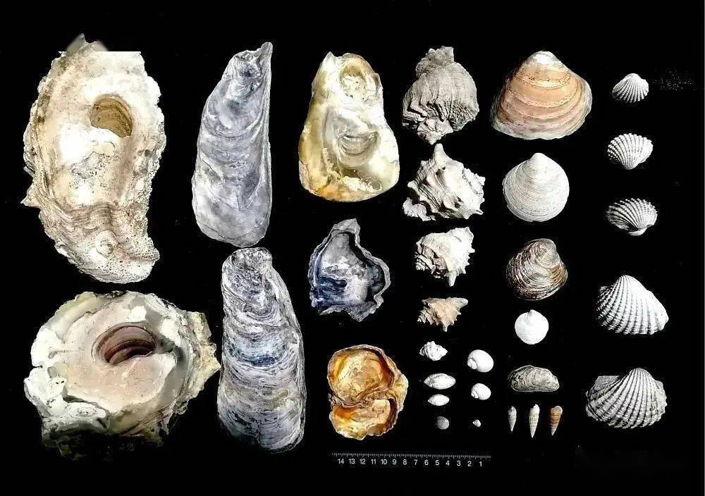 是古代人类居住遗址的一种,包含大量古代人类吃完丢弃的贝壳为特征,大