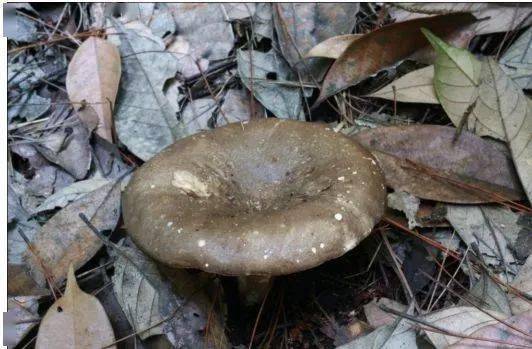 湘潭常见的野生毒蘑菇类型 湘潭市常见剧毒蘑菇种类有灰花纹鹅膏,裂
