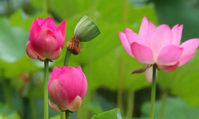 悦读|2020北京荷花始花期预报来啦,惊艳!