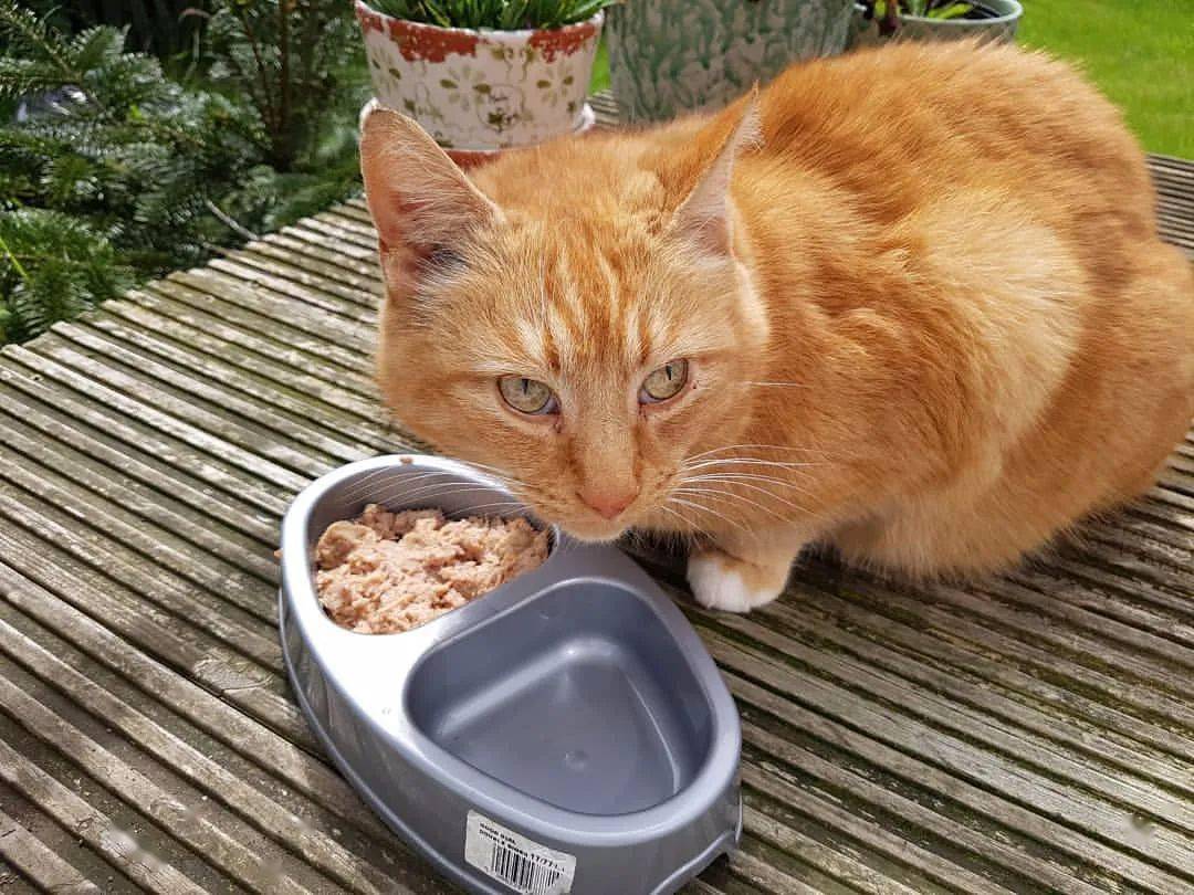猫太挑食不吃饭,隔壁橘猫却主动找上门帮它吃光光!