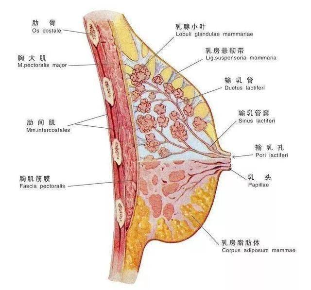 因为停止哺乳后,乳腺管内的乳汁不会马上消失,而是随着人体细胞的代谢