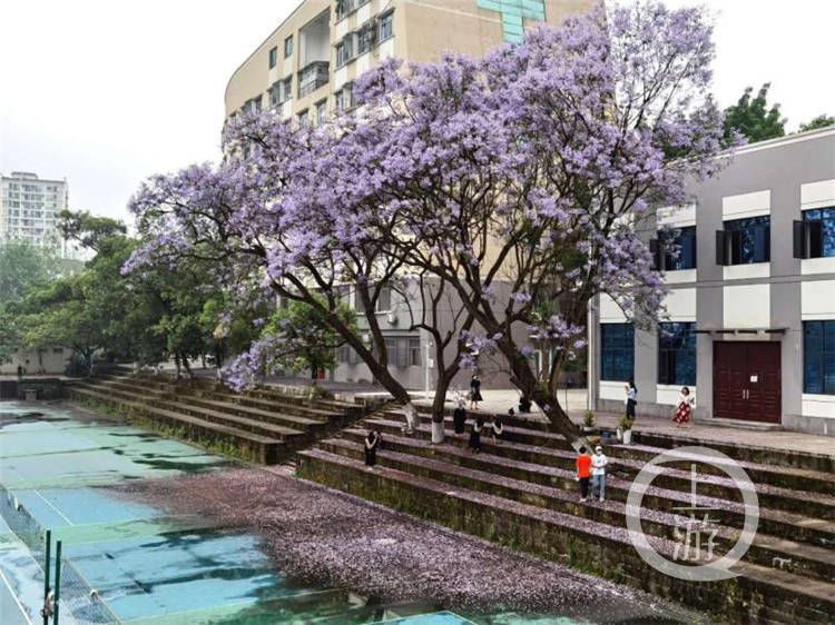 蓝花楹太美丽西南大学要为它建档案还要修景观大道