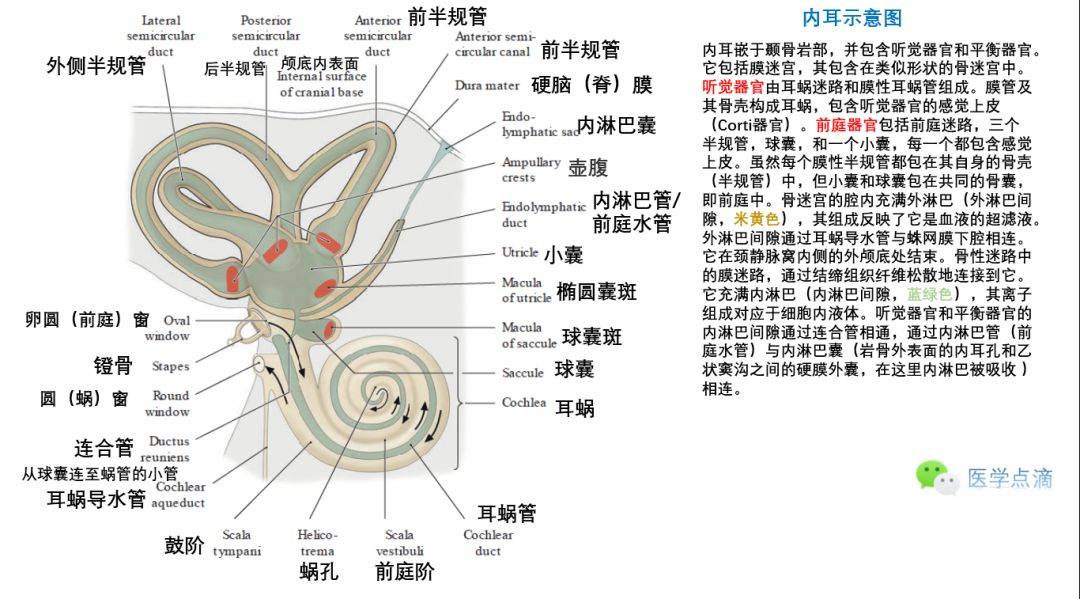 影像解剖丨外耳,中耳,内耳解剖