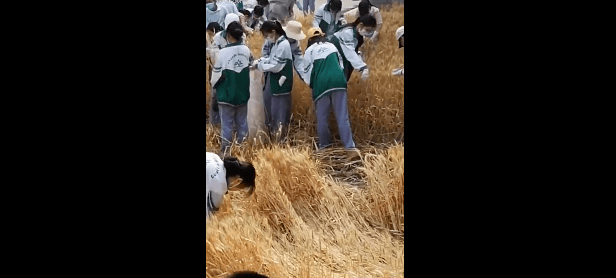 麦子丰猜成语_麦子简笔画