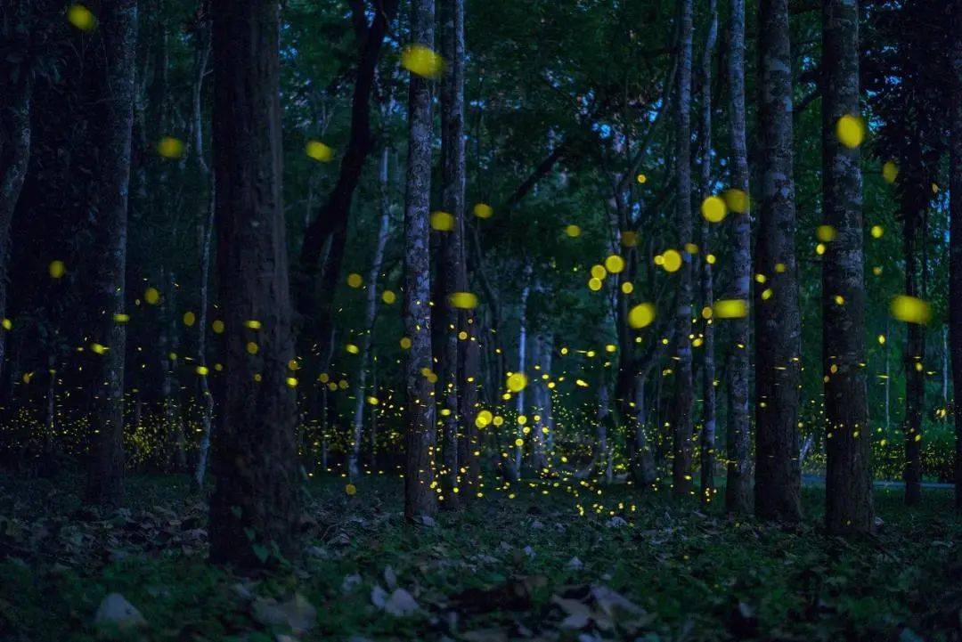 仲夏夜之梦这里是萤火虫的天堂