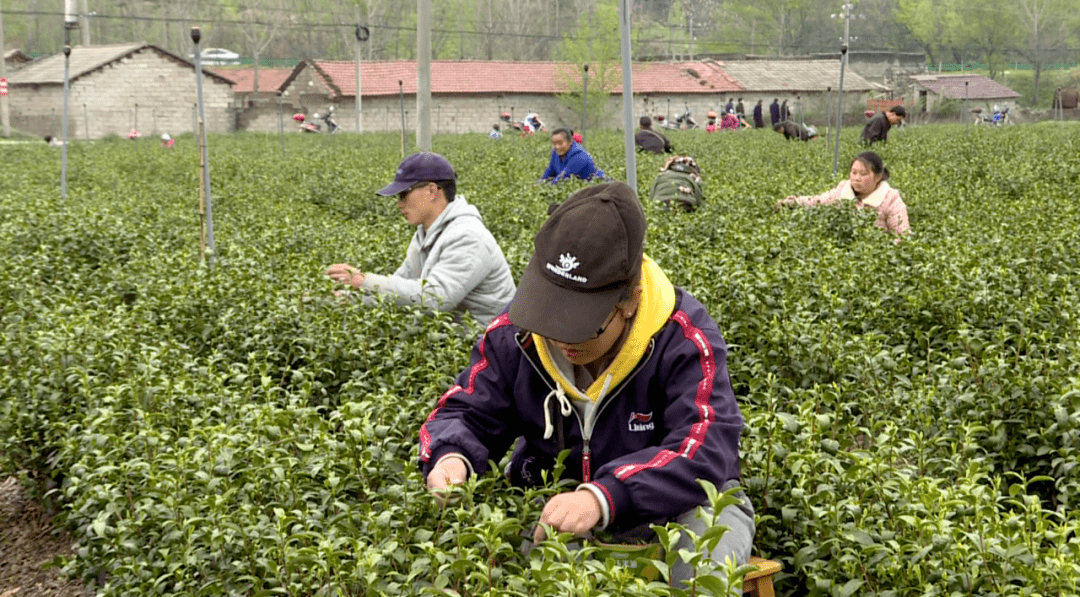 茶香溢满扶贫路湖北金雷茶业股份有限公司扶贫纪实