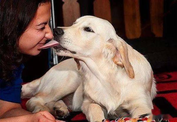 怎么看小狗有没有病 1f9733ab7bc24f1f92fcba737a321118.jpeg