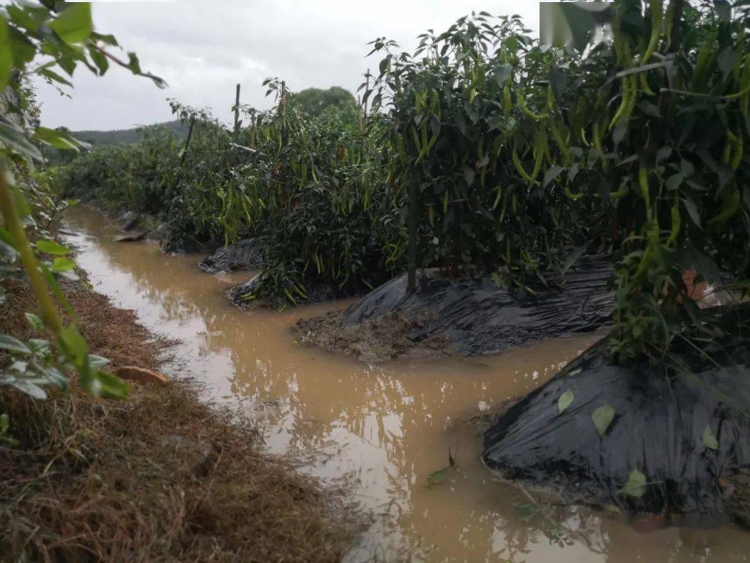 暴雨侵袭:农田被淹,道路坍塌,桥梁冲毁!武平迅速开展灾后生产自救