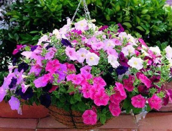 怎么养花才不会把花养死 88f2632f68d94bdc8e525319de91cbc6.jpeg