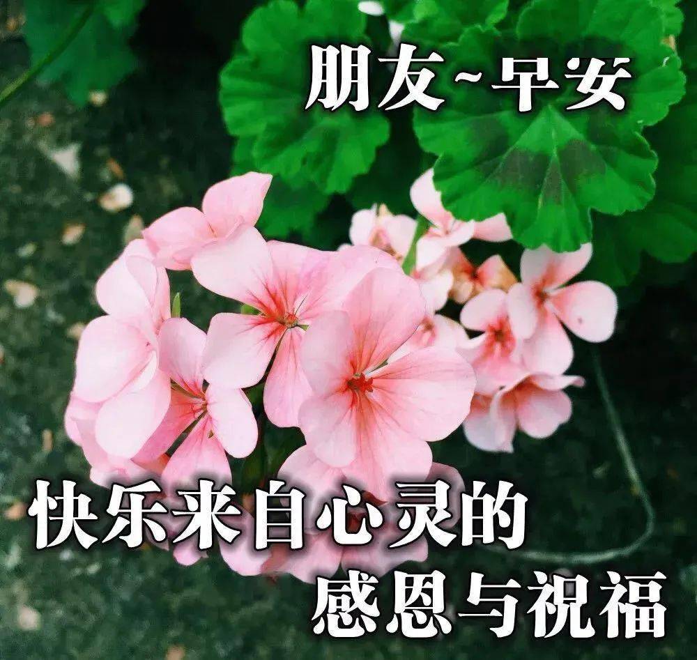 6月最新早上好表情动态图片带字和鲜花,早上好问候祝福动态图片