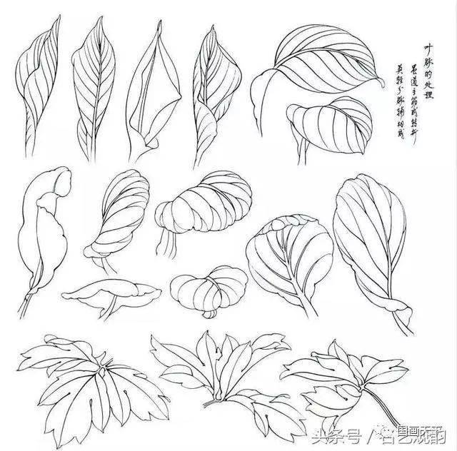 工笔大家传授:花卉写生白描经验