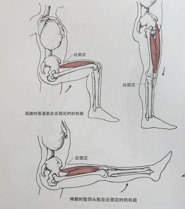 远固定:股四头肌收缩使大腿在膝关节处伸,牵拉股骨向前,以参与维持