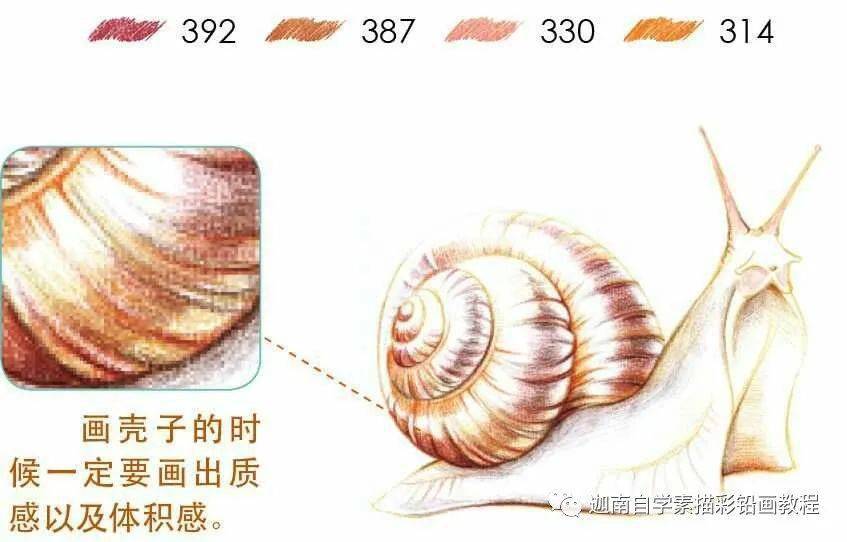 彩铅动物教程:蜗牛_外壳