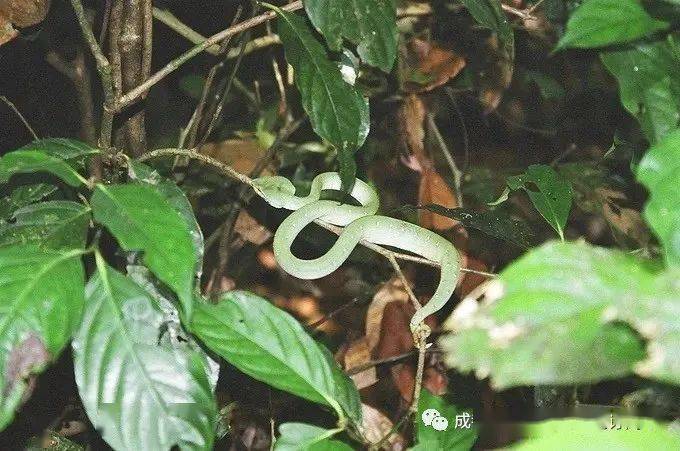 科普市五医院专家详解被蛇咬伤的自救方法看一次也许能救一命快收好