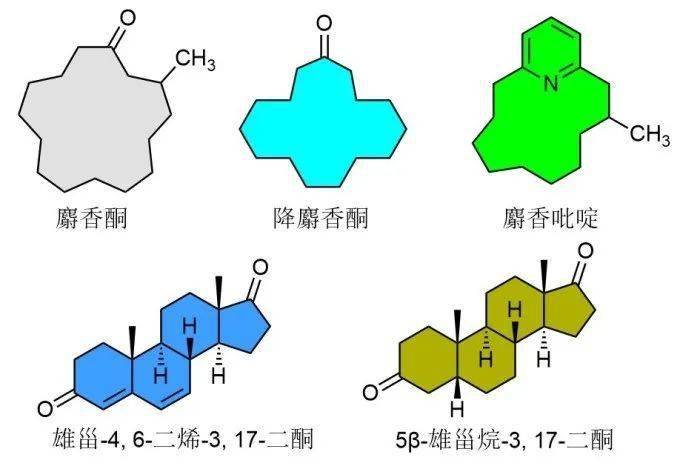 名贵香料麝香的成分麝香酮